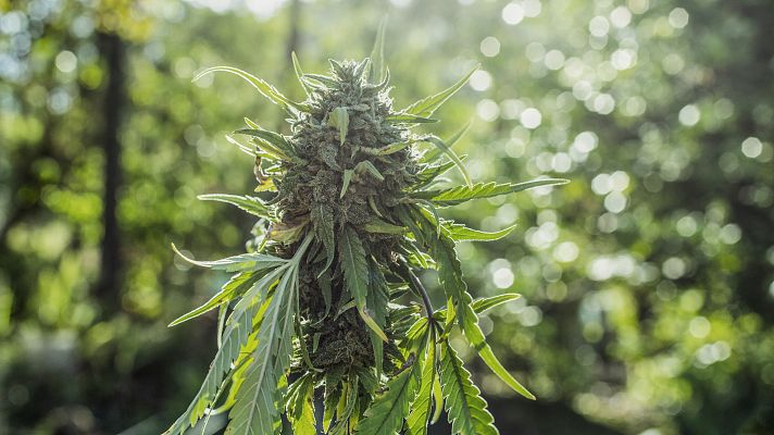 Telediario 2 - Alemania aprueba la "legalización controlada" del consumo de cannabis