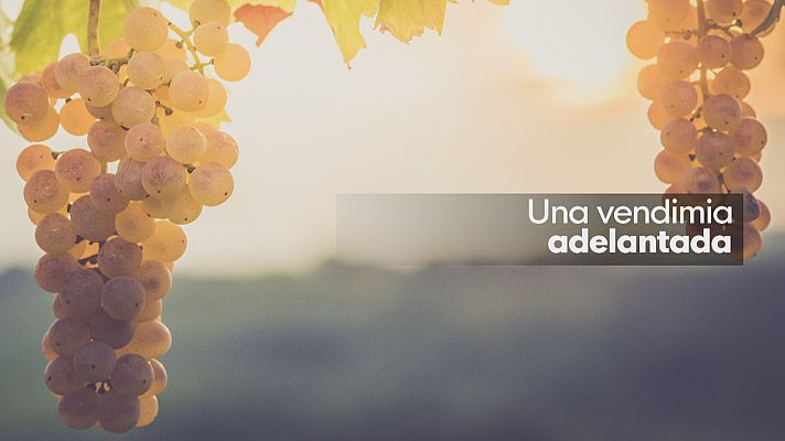 Noticias Andalucía - Vendimia en el Condado de Huelva