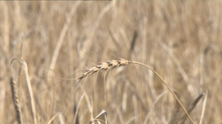 L'informatiu - Comunitat Valenciana - La pitjor campanya del cereal en els últims 20 anys