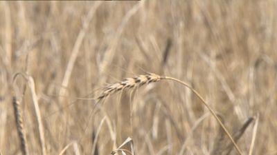 La pitjor campanya del cereal en els �ltims 20 anys