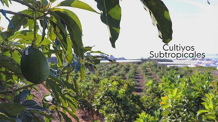 Noticias Andalucía - Pérdida en los subtropicales