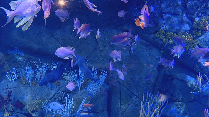 L'informatiu - Comunitat Valenciana - Les conseqüències nefastes per a la vida submarina de l'augment de la temperatura del mar