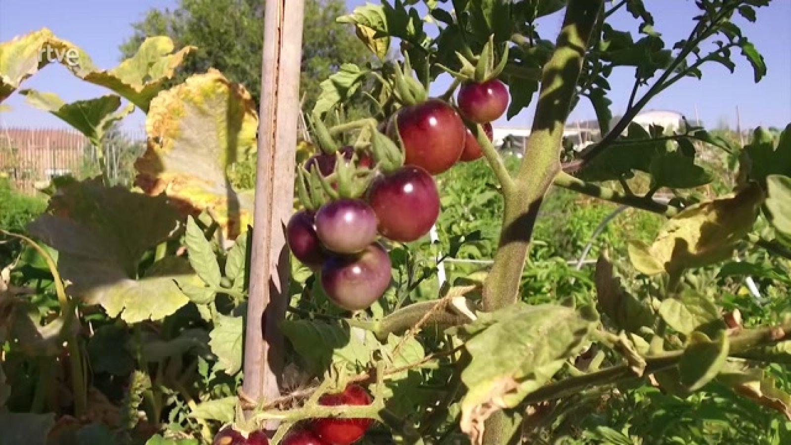 Aquí la Tierra - Tomates, los reyes de la huerta
