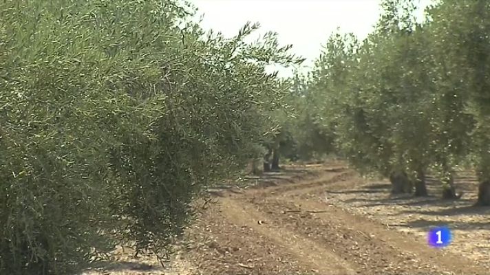 L'Informatiu - S'esgoten les existències d'oli d'oliva per por que pugin més els preus