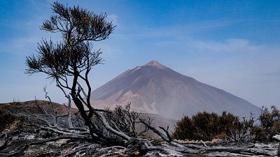 La biodiversidad, una de las grandes v�ctimas del icendio de Tenerife