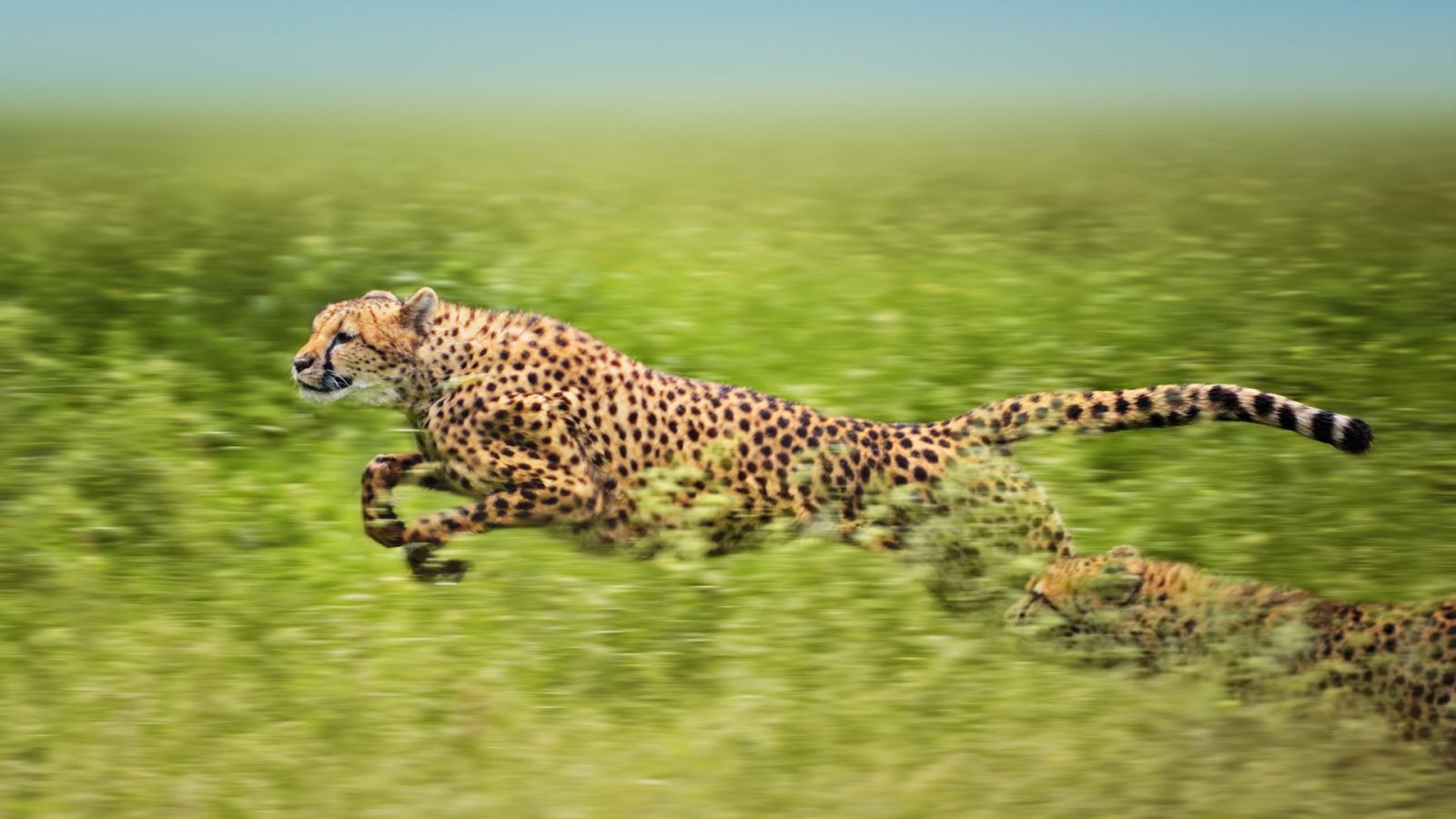 Panteras - Guepardo. El más veloz de los felinos - ver ahora