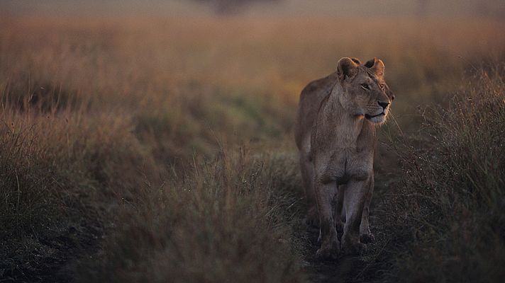 Relatos de Zambia - Vida y muerte en la llanura