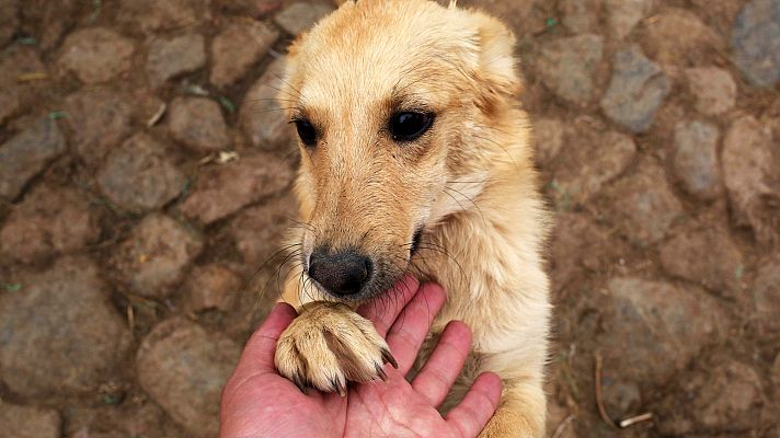 L'informatiu - Comunitat Valenciana - La nueva ley de bienestar animal obliga a contratar un seguro de responsabilidad civil