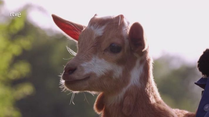 Aquí la Tierra - Las cabras del Pedraforca