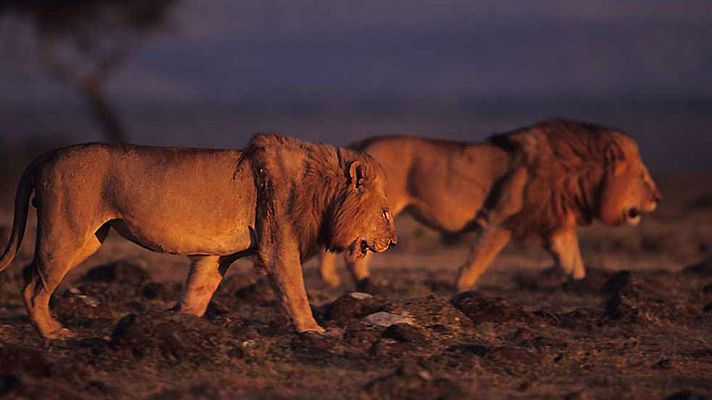 Relatos de Zambia - El territorio de la manada