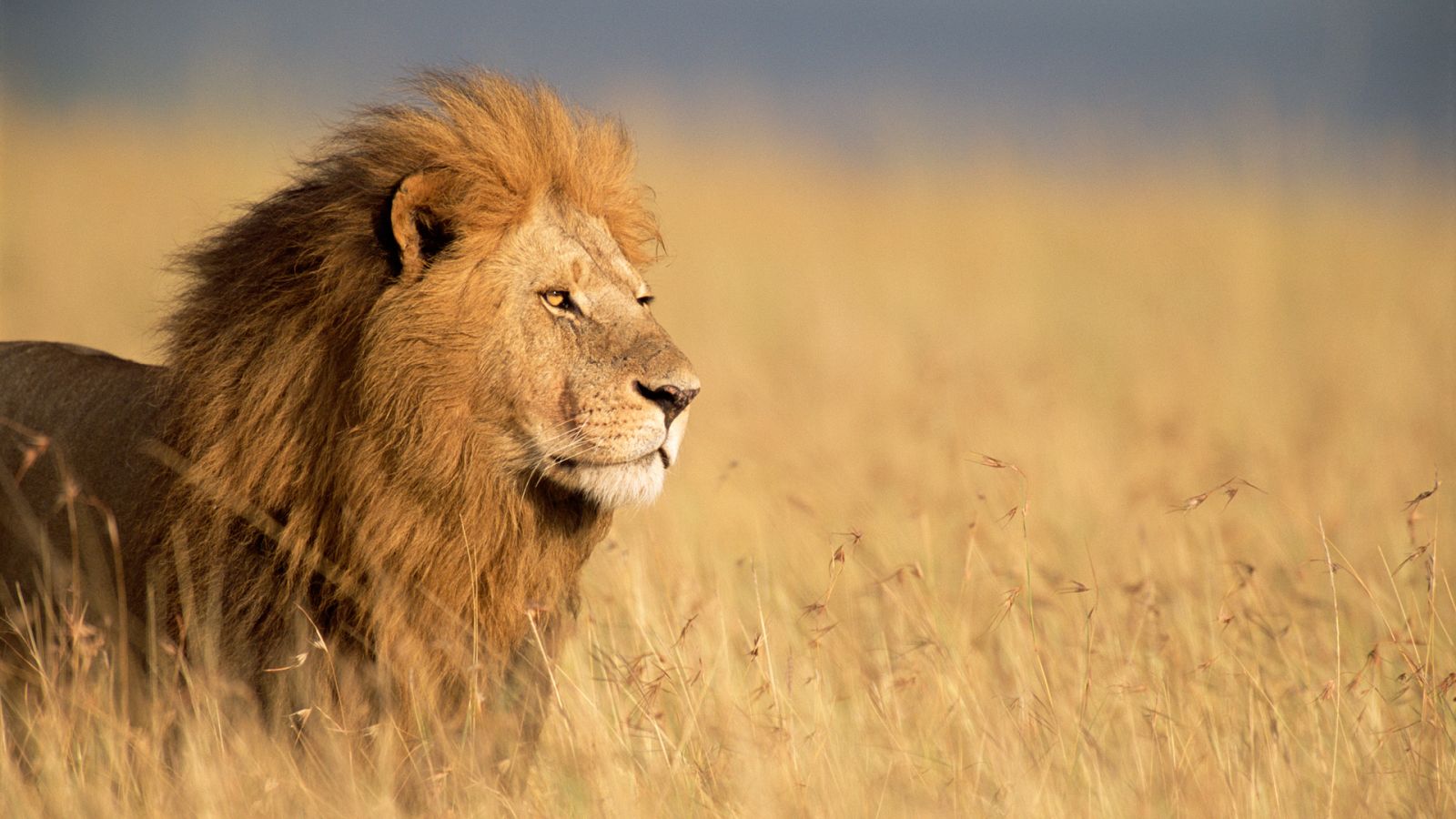 Panteras - León, del desierto a la sabana - ver ahora