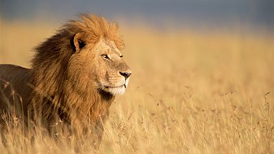 Panteras - Len, del desierto a la sabana - ver ahora