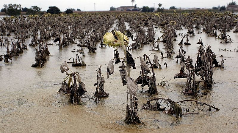 Daños en los cultivos por la DANA: más de 40.000 hectáreas afectadas, según los peritos