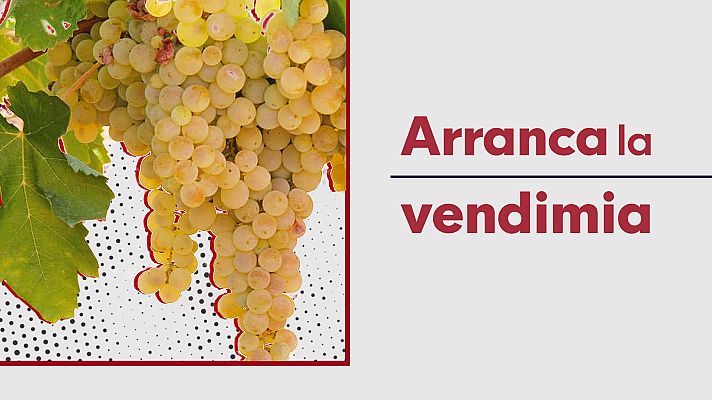 Noticias Andalucía - Comienza la vendimia en El Condado