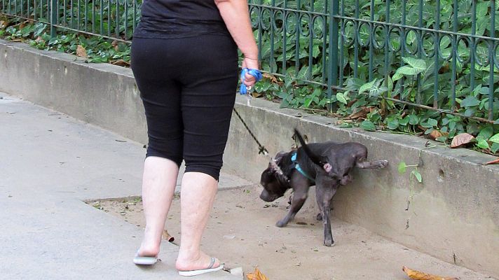 Telediario 1 - Obligados a limpiar los orines de sus perros
