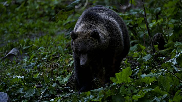 Depredadores de los Cárpatos - El reino del oso
