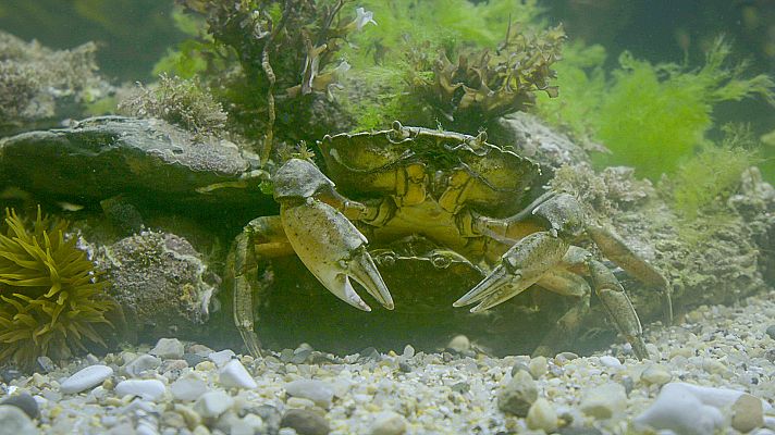 Somos Documentales - Normas de etiqueta de la naturaleza; quién viste qué