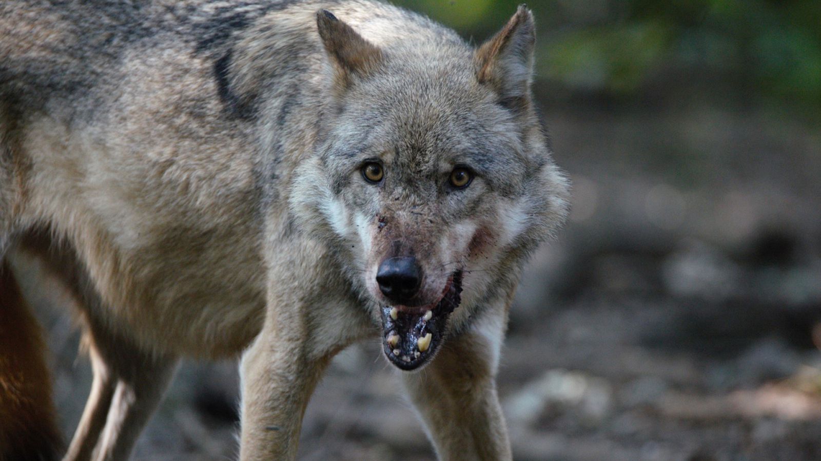 Depredadores de los Cárpatos - Episodio 2: El reino del lobo - ver ahora