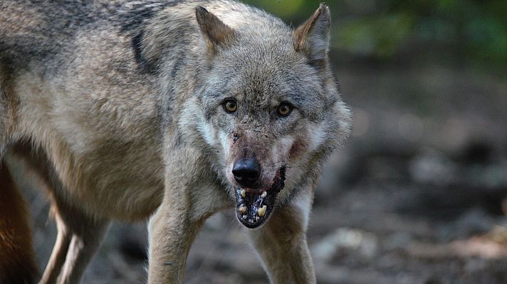 Depredadores de los Cárpatos - El reino del lobo