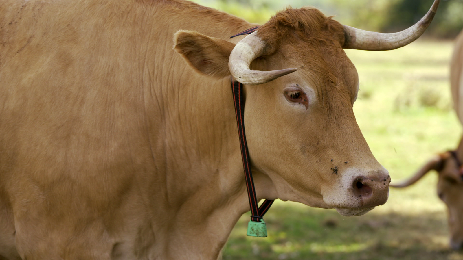 Desafío Digital - Rebaños digitales - Ver ahora