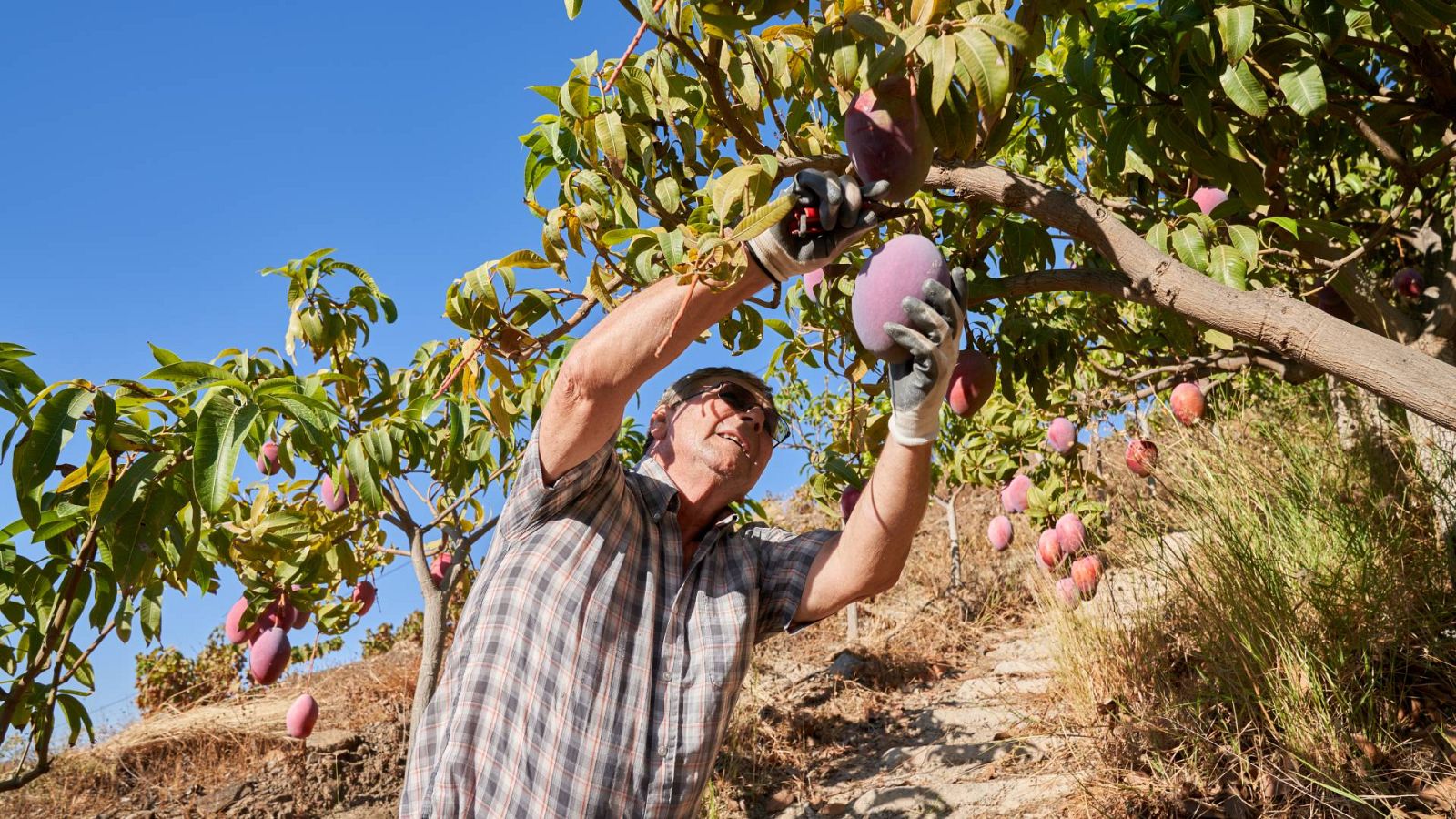 La sequía golpea la producción de aguacate y mango en Málaga