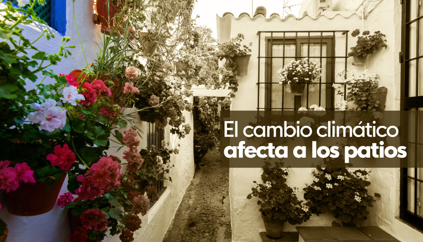 Cambio climático en los patios cordobeses - Ver ahora