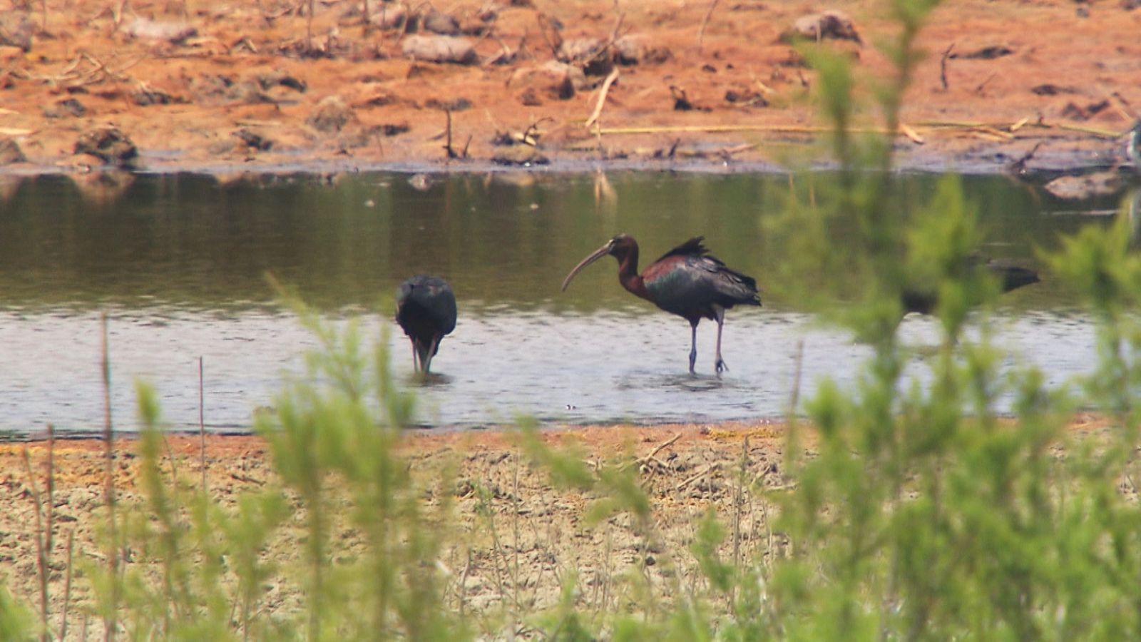 ¡Nueva temporada de "El escarabajo verde"!