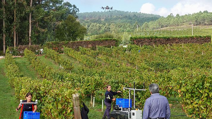Telediario 1 - Vendimia con drones: un viñedo de las Rías Baixas ensaya un proyecto piloto para introducir la robótica en la agricultura