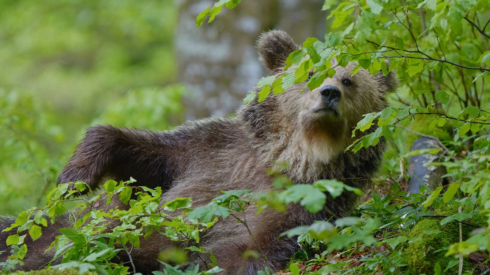 Somos documentales - Los osos de las montañas Karavanke - ver ahora