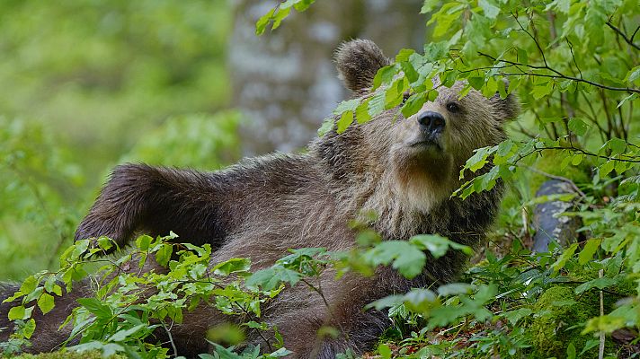 Somos Documentales - Los osos de las montañas Karavanke