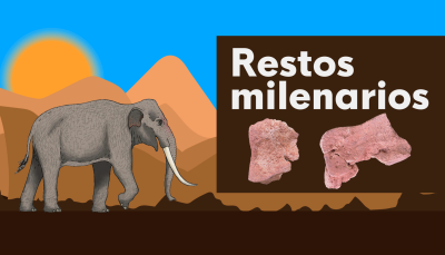 �Hueso de elefante de cartagineses? - Ver ahora