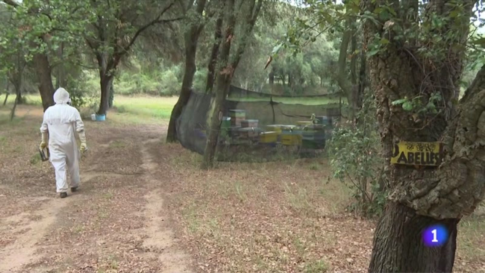 La avispa asiática amenaza para la producción de miel -Ver ahora