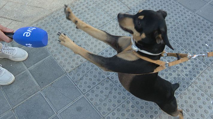 L'informatiu - Comunitat Valenciana - Seguros para los perros o cursillos para tener animales de compañía