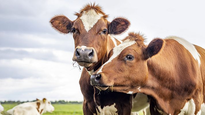 Aquí hay trabajo - El Tinder de los pueblos