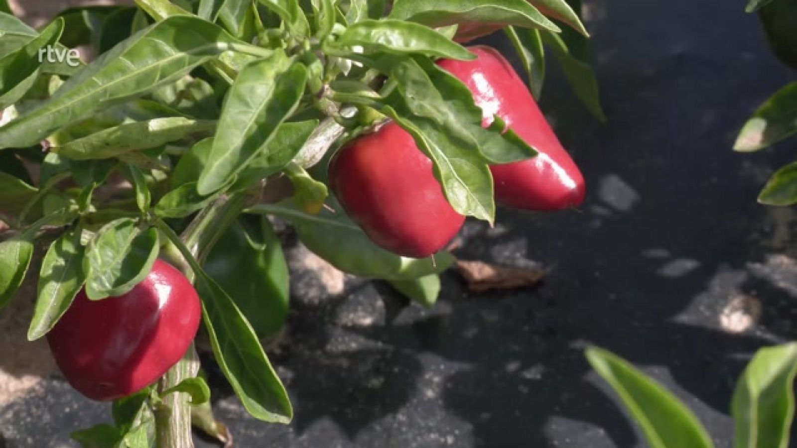 Aquí la Tierra - Tipos de pimiento y curiosidades