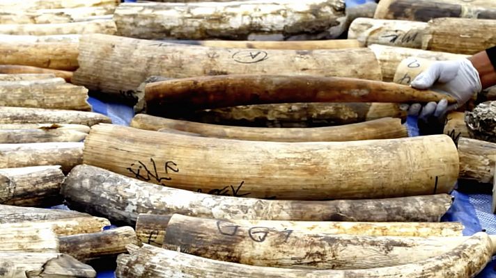 La noche temática - El rey del marfil