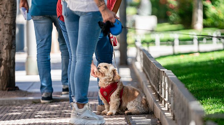 Telediario 1 - La ley de bienestar animal entra en vigor: las claves