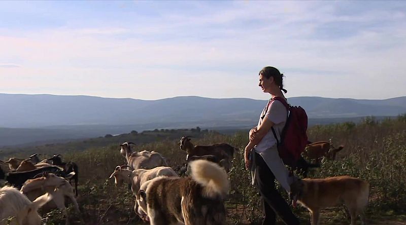 'Entrelobas', un rebaño ecológico y tecnológico premiado por la UE