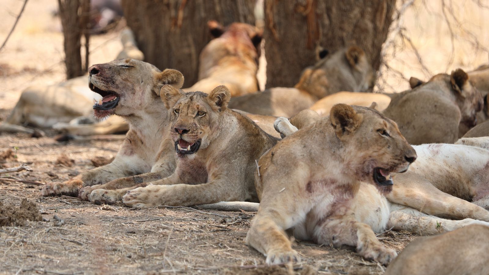 Cazadores de África - Episodio 1: El ascenso de Kimba - ver ahora