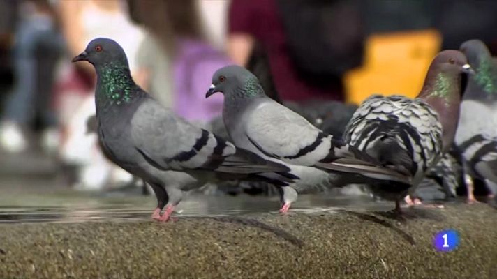 L'Informatiu - "Rescatadors" de coloms i rates: els consideren animals domèstics
