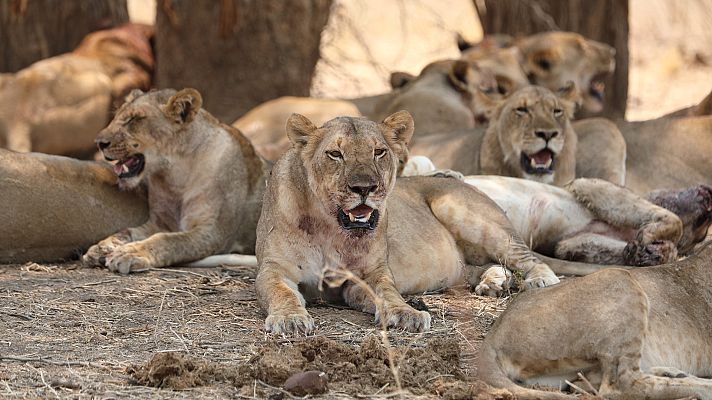Los cazadores de África - Manadas y prejuicios