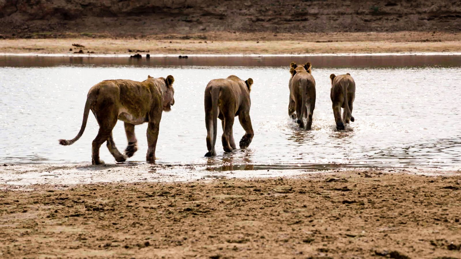 Cazadores de África - Episodio 3: El rechazado alcanza la mayoría de edad - ver ahora