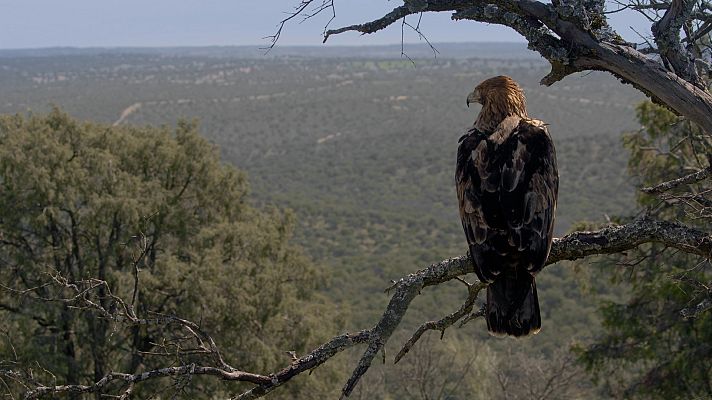 Cuaderno de campo - Águila imperial