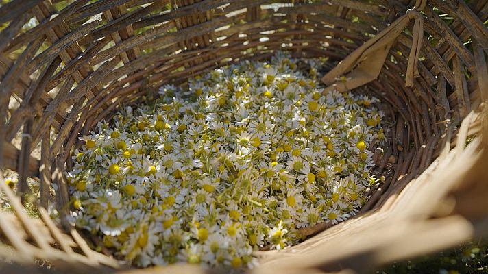 La recepta perduda - La camamilla de Linyola
