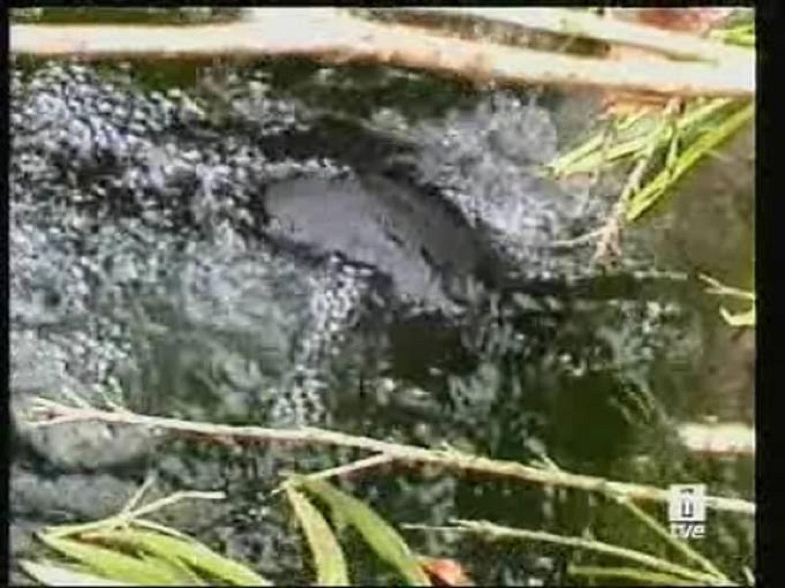 Ornitorrinco: ave, reptil y mamífero - Ciencia y tecnología en Rtve.es | Ver