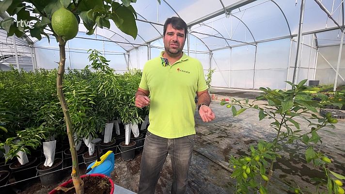 Va de verd - Els perills que amenacen els cítrics