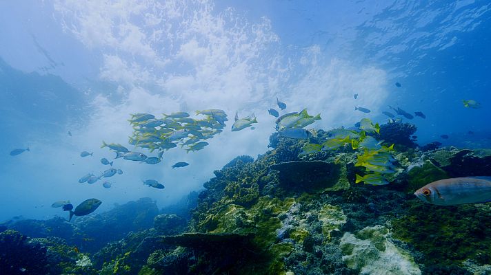 El año salvaje en África - Otoño