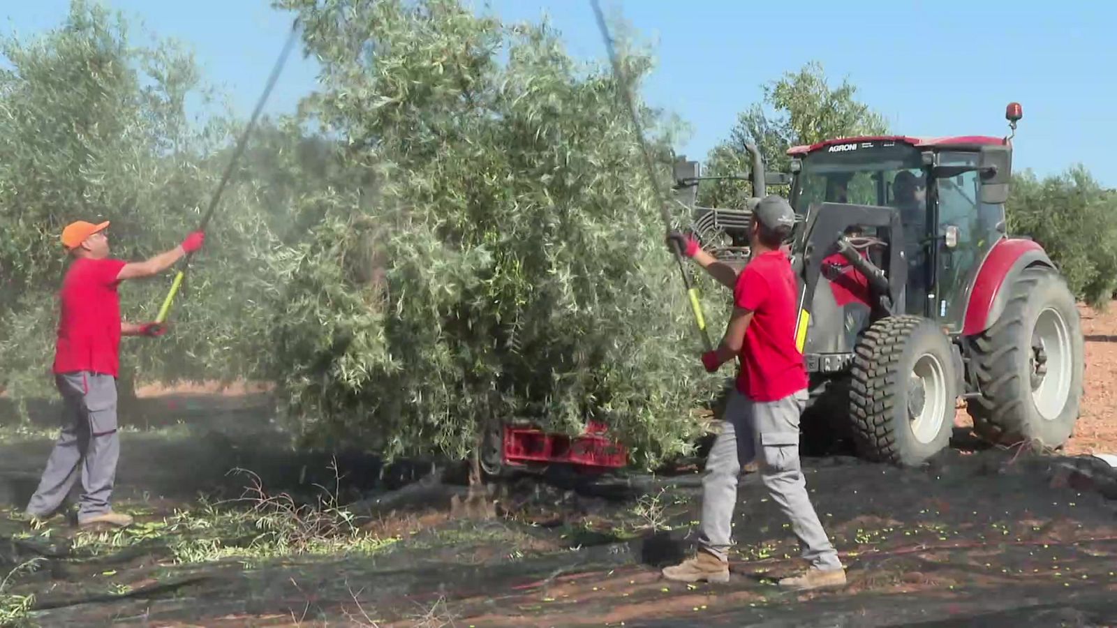 Agrosfera - 14/10/23 - ver ahora