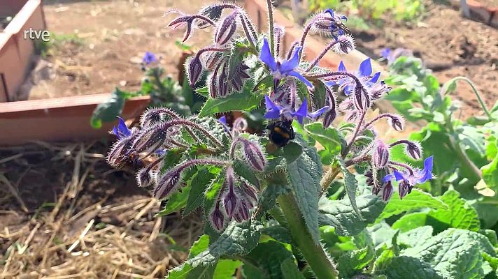 Va de verd - La borratja