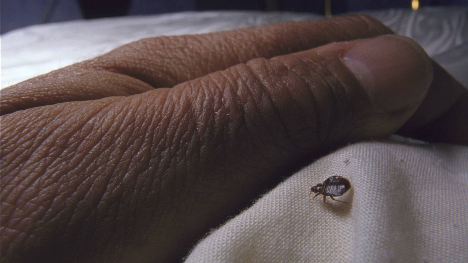 España tampoco se libra de las chinches, aunque no pueden considerarse como plaga | Ver